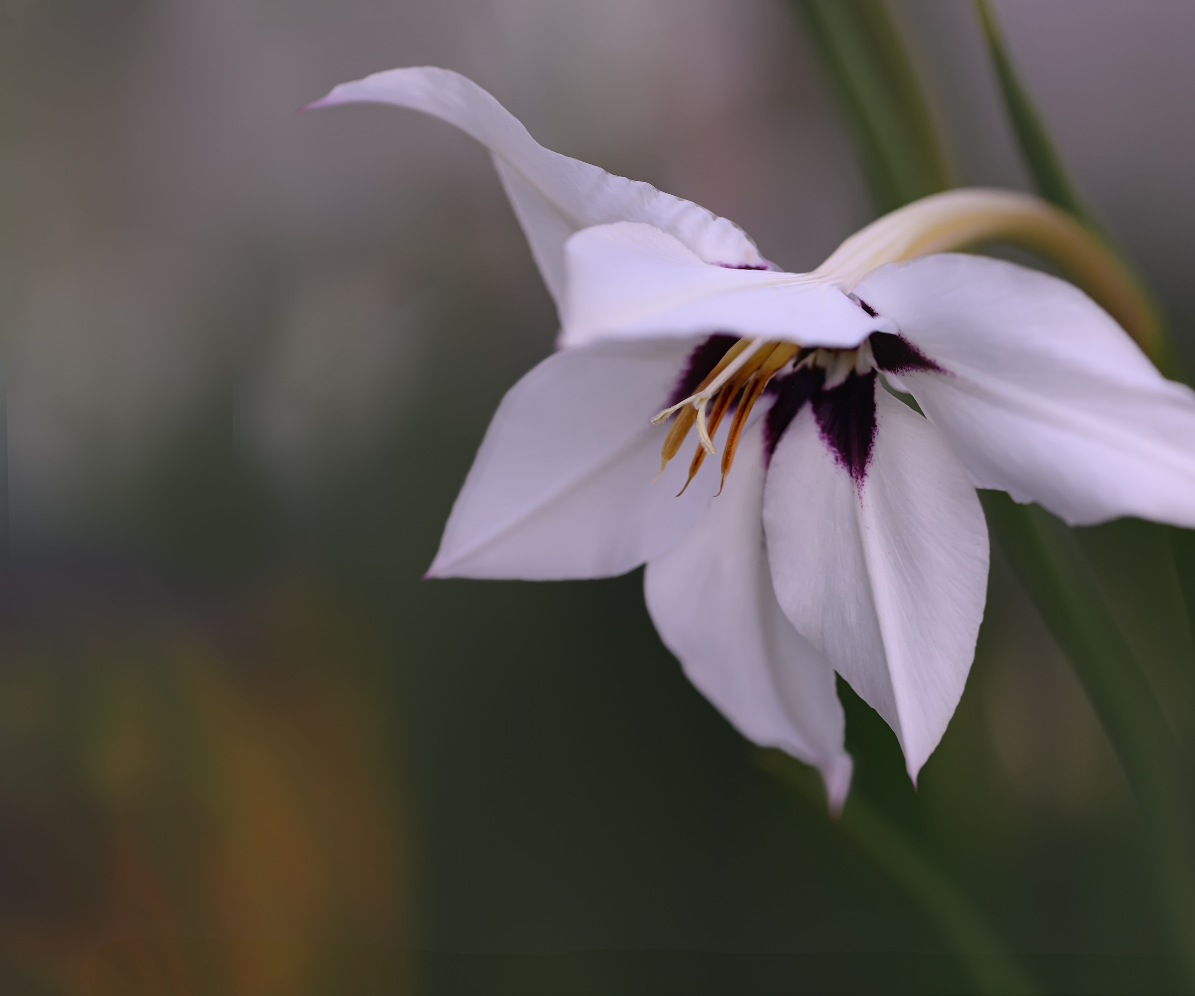 Acidanthera Bicolor Murielae Peacock Orchid