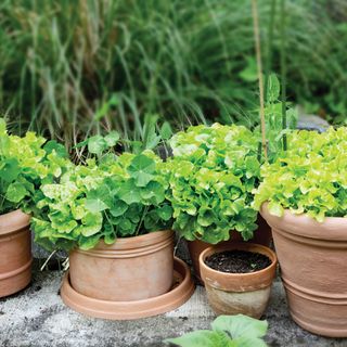 lettuce in pots in how to grow lettuce