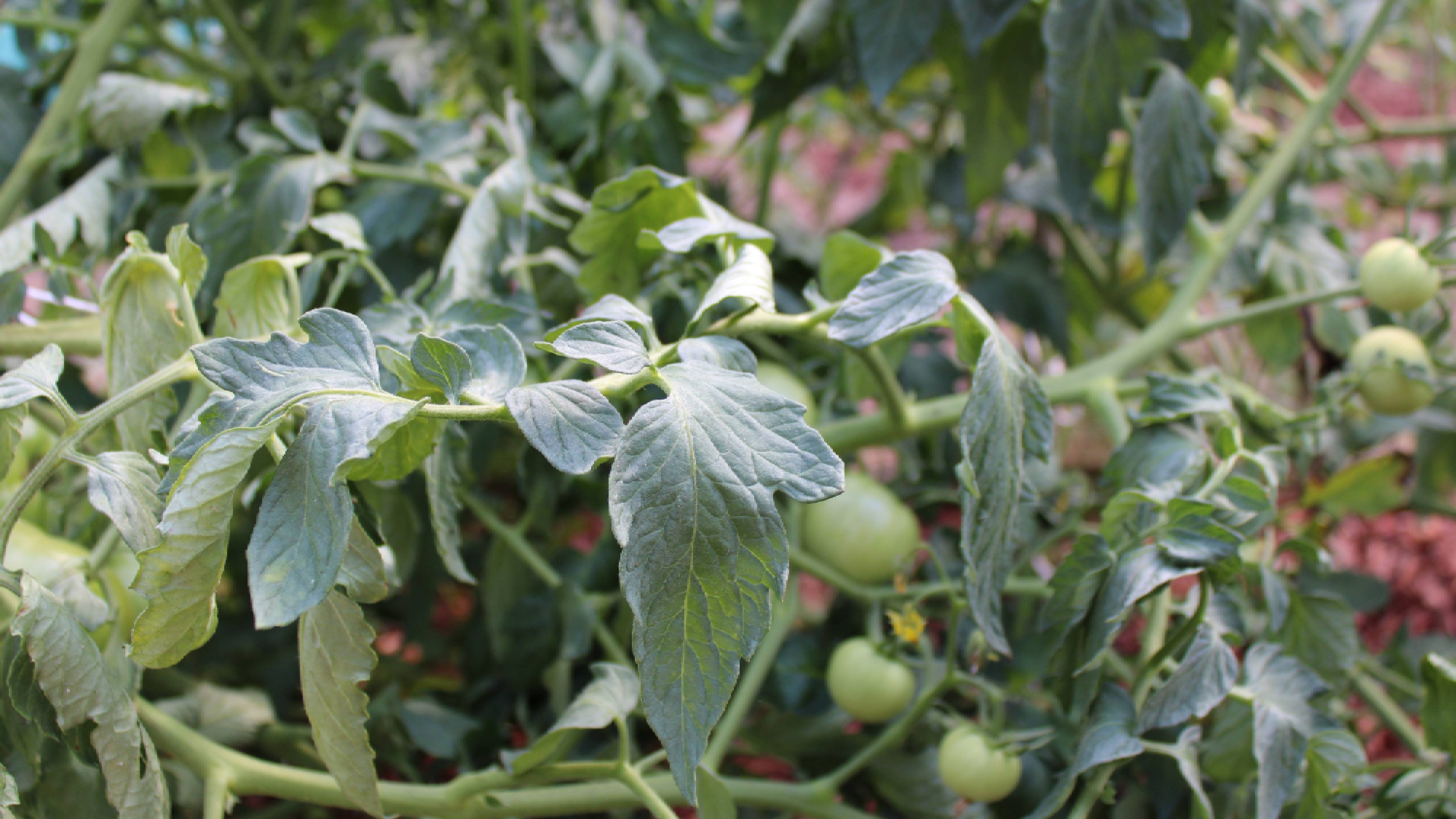 Wilting tomato plant 