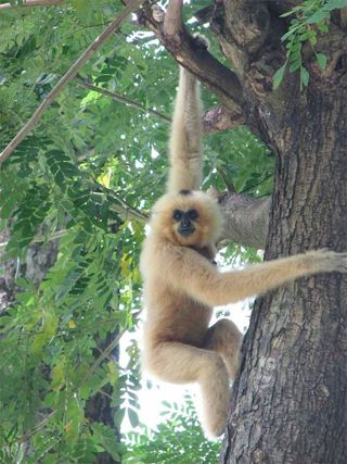 A yellow-cheeked gibbon living in Cambodia.