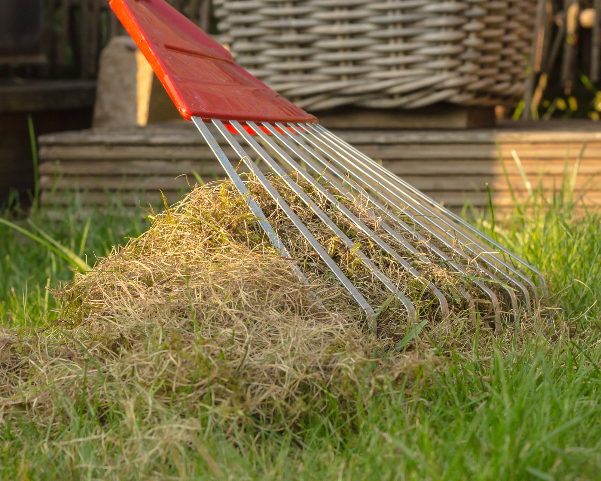 scarifying or dethatching the lawn with a big rake. Gardening work to improve the quality of the lawn and the growth of the grass.