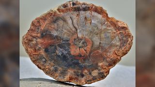A cross section of petrified wood, showing wood grain patterns.