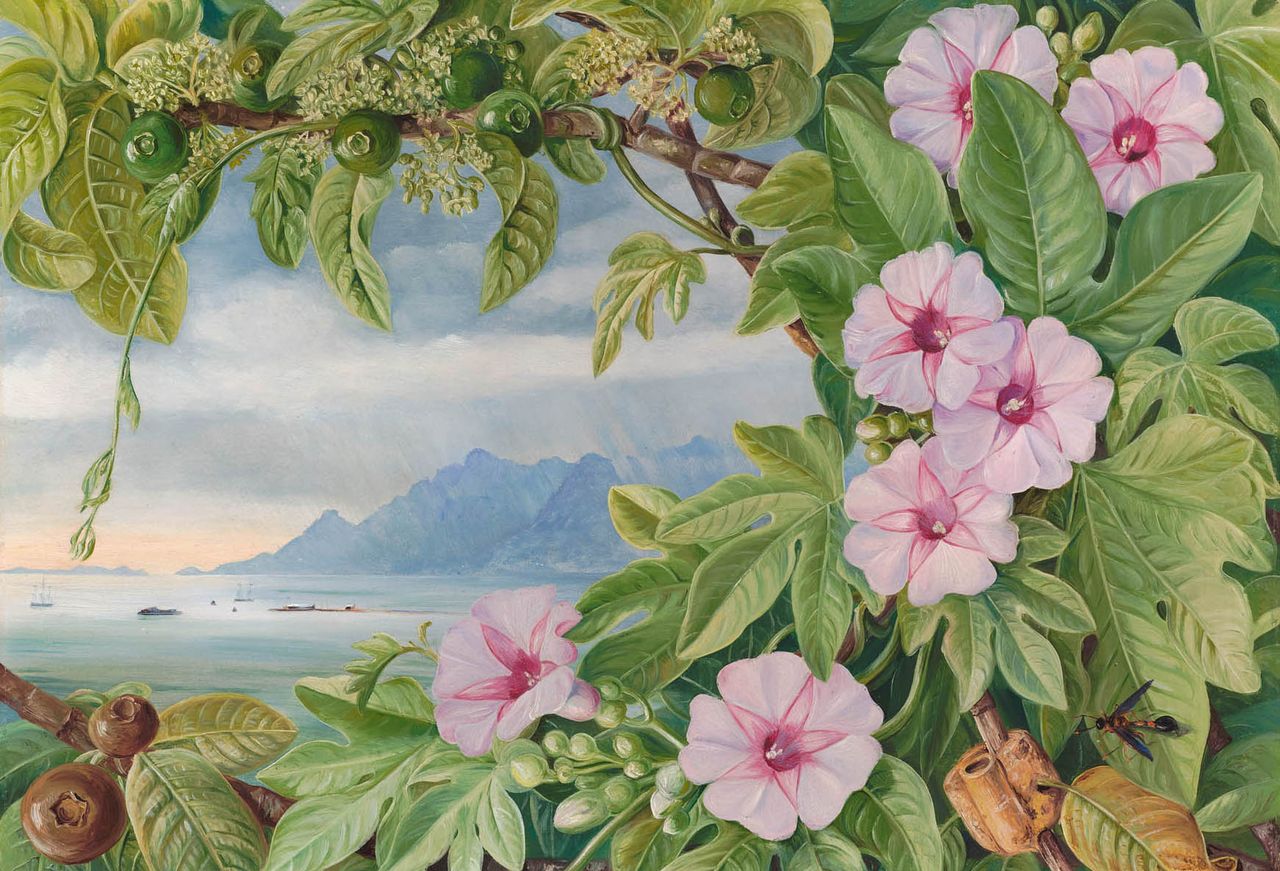 &#039;Ipomoea and Vavangue with Mahe Harbour in the distance, painted on Madagascar&#039;. Oil painting by Marianne North, 1883.