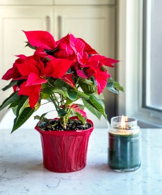 A poinsettia with a candle
