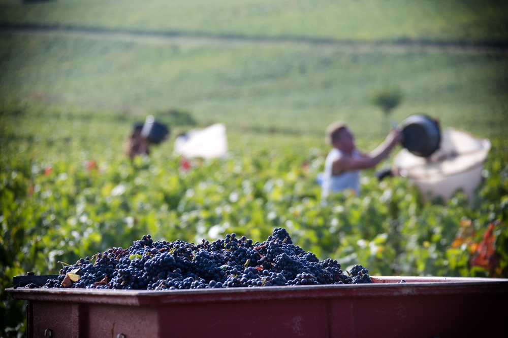 Burgundy harvest