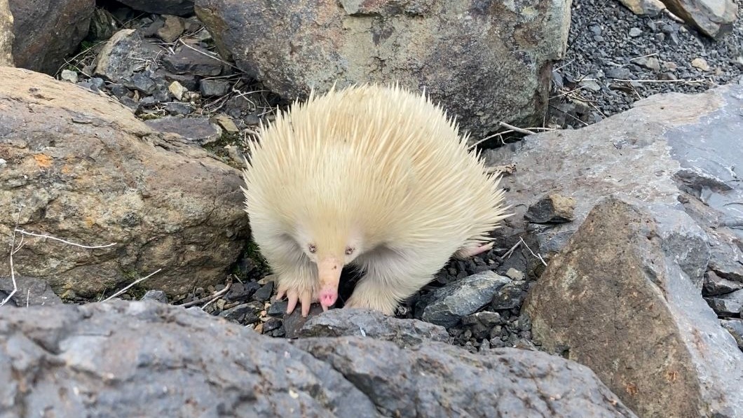 A picture of the all-white echidna Raffie spotted in New South Wales, Australia.