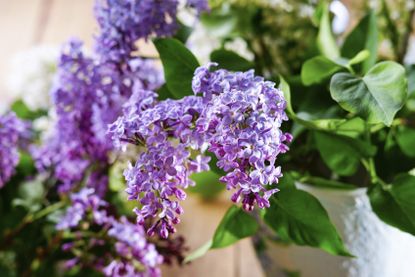 container lilac