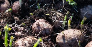 Potatoes growing in a garden or allotment