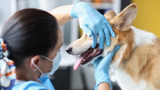 Dog getting teeth checked out by vet