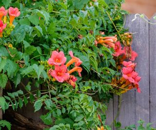 red trumpet vine