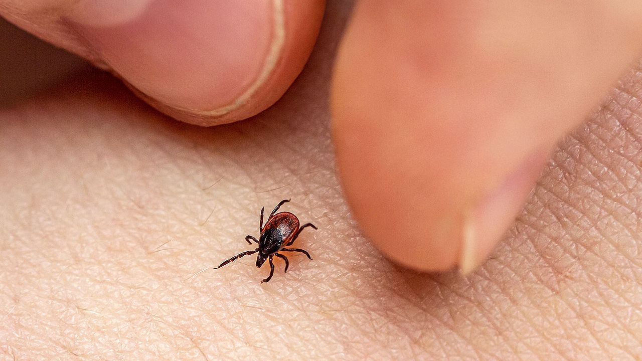 A tick on human skin