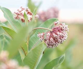 close up of common Milkweed flowers