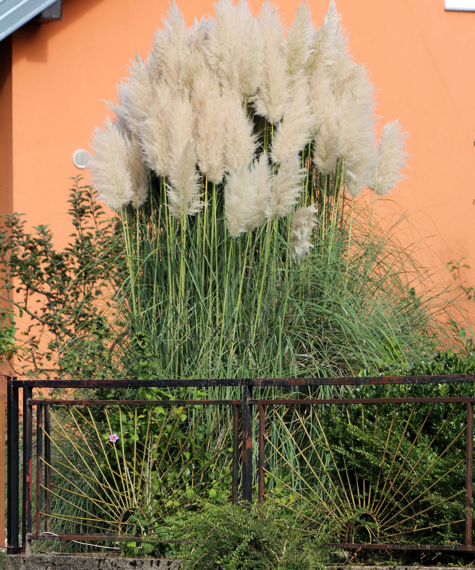 How and when to plant pampas grass: expert advice | Homes and Gardens