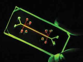 A lung on a chip