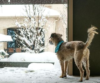 Dog on a snowy day