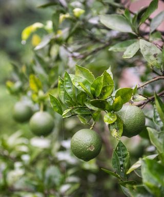 Close up of lime fruits growing in a lime tree