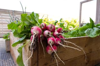 harvested radishes on the edge of a raised garden bed