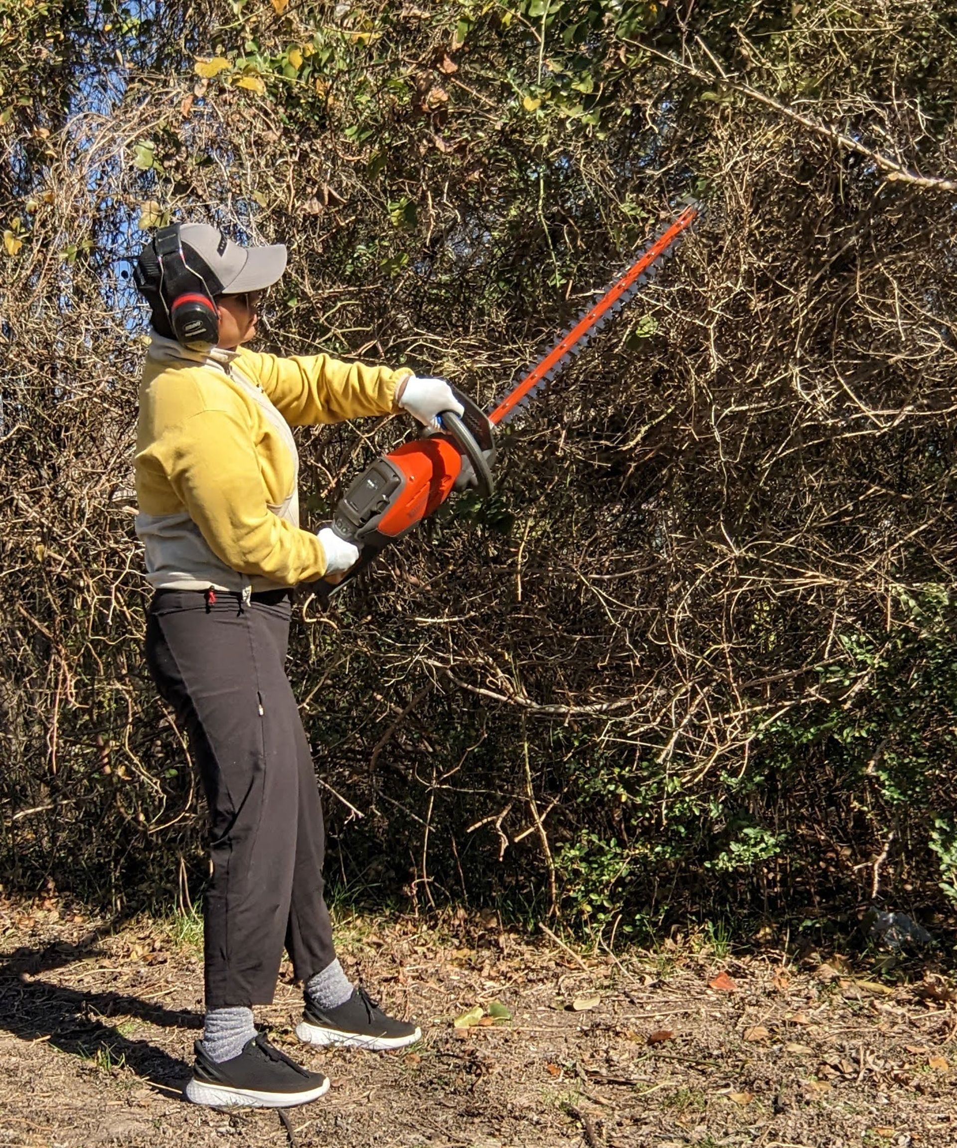 person cutting a hedge with a cordless hedge trimmer