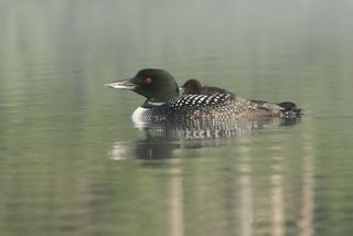 Loon chicks often ride on their mothers' backs.