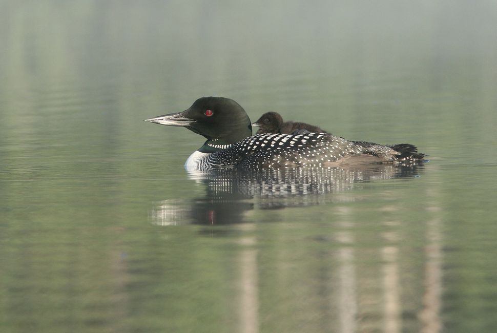 Facts About the Common Loon Live Science