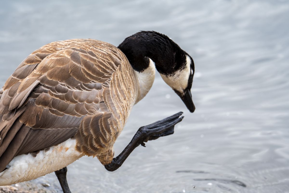 Nikon Z 400mm f/4.5 VR S