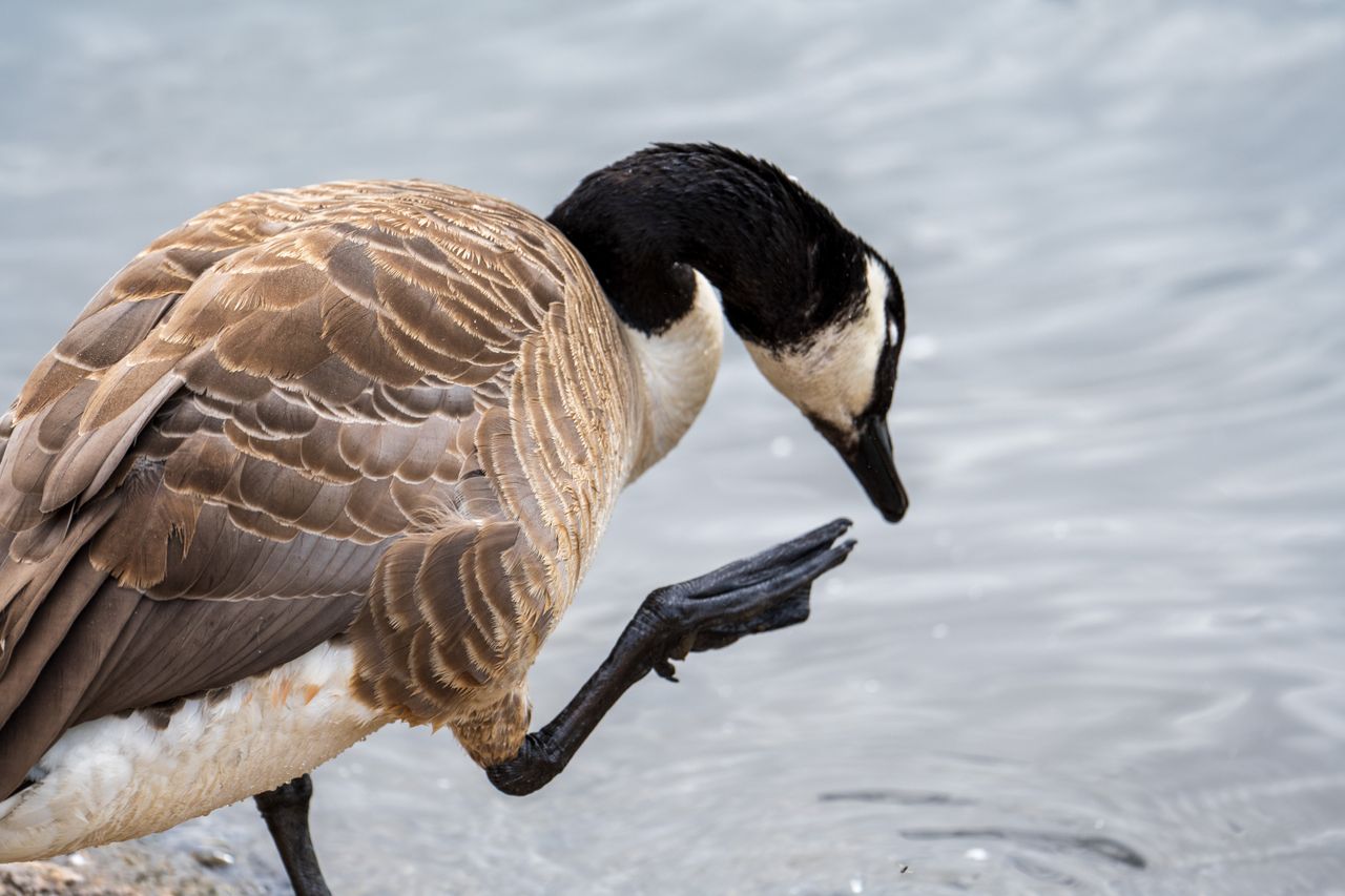 Nikon Z 400mm f/4.5 VR S