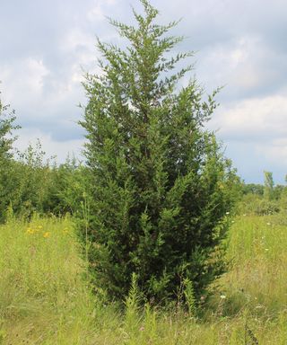 A small red cedar tree in a wild grassy area