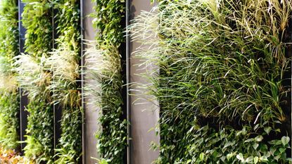 Living wall with green planting 