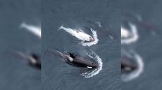 A white orca swimming between two normally colored individuals