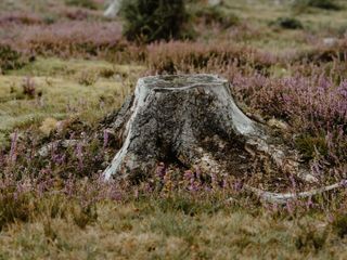 tree stump ideas: tree stump with heather surrounding it