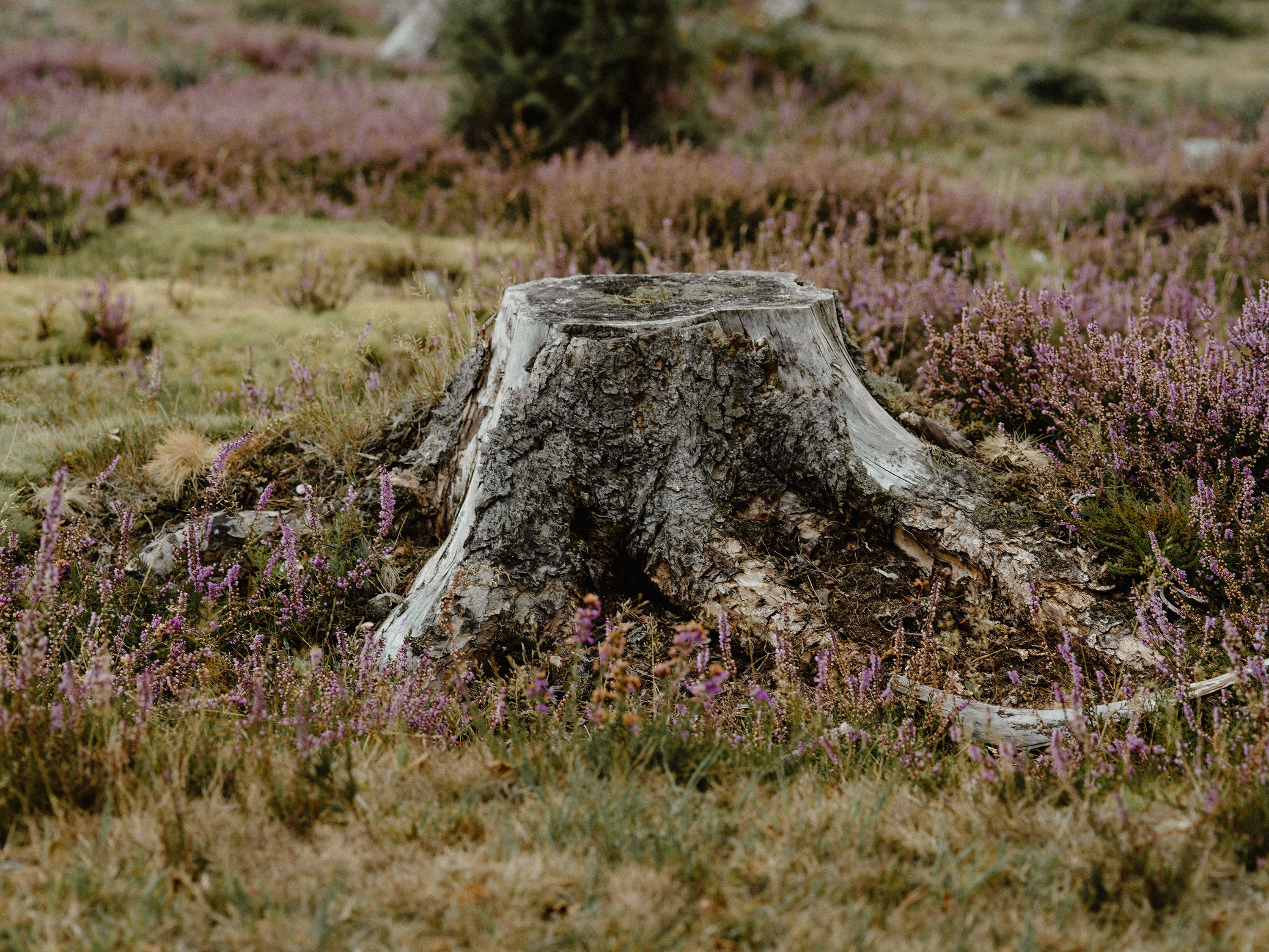 tree stump ideas: tree stump with heather surrounding it