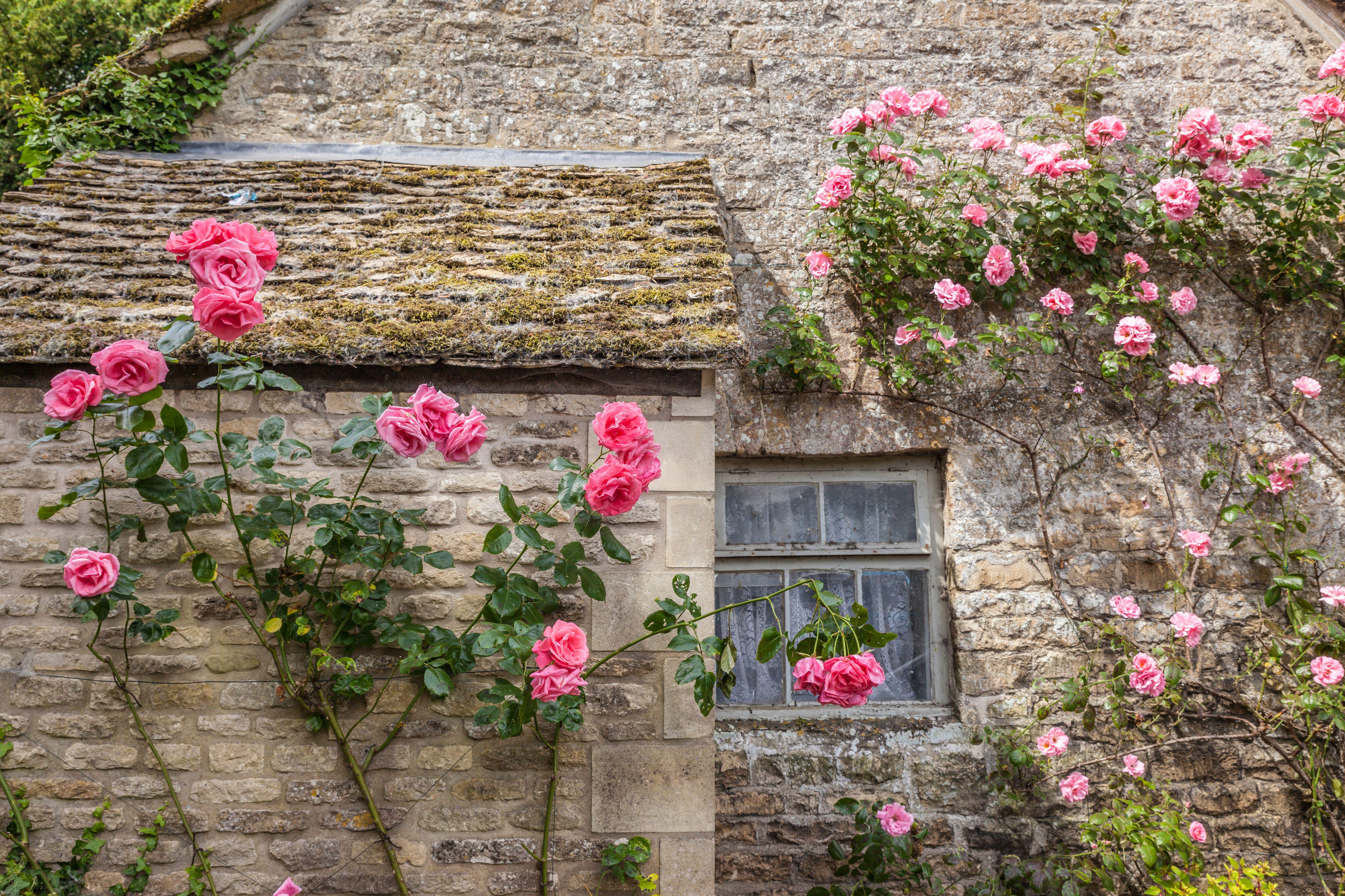 A rose climbing on the wall of a home in rural England