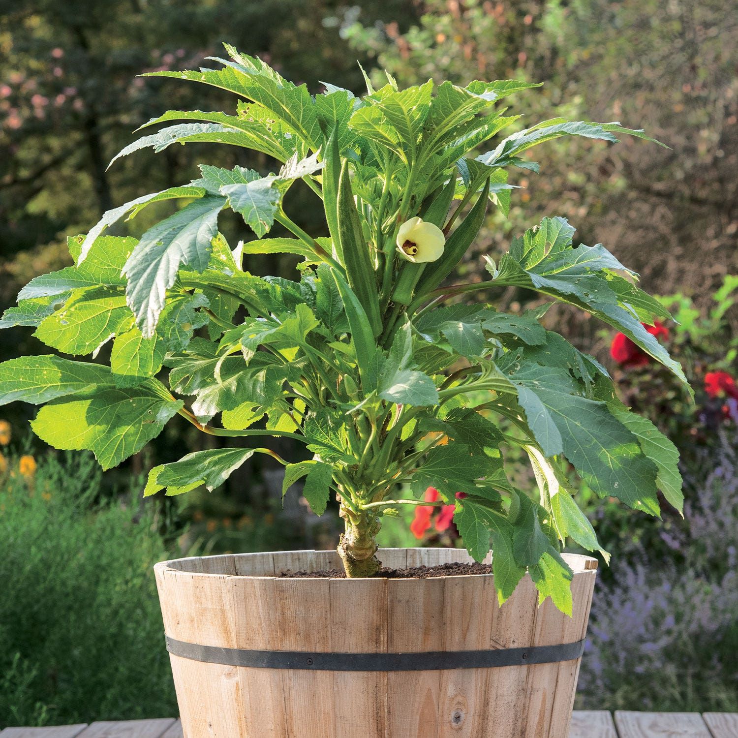 Baby Bubba Okra Seeds