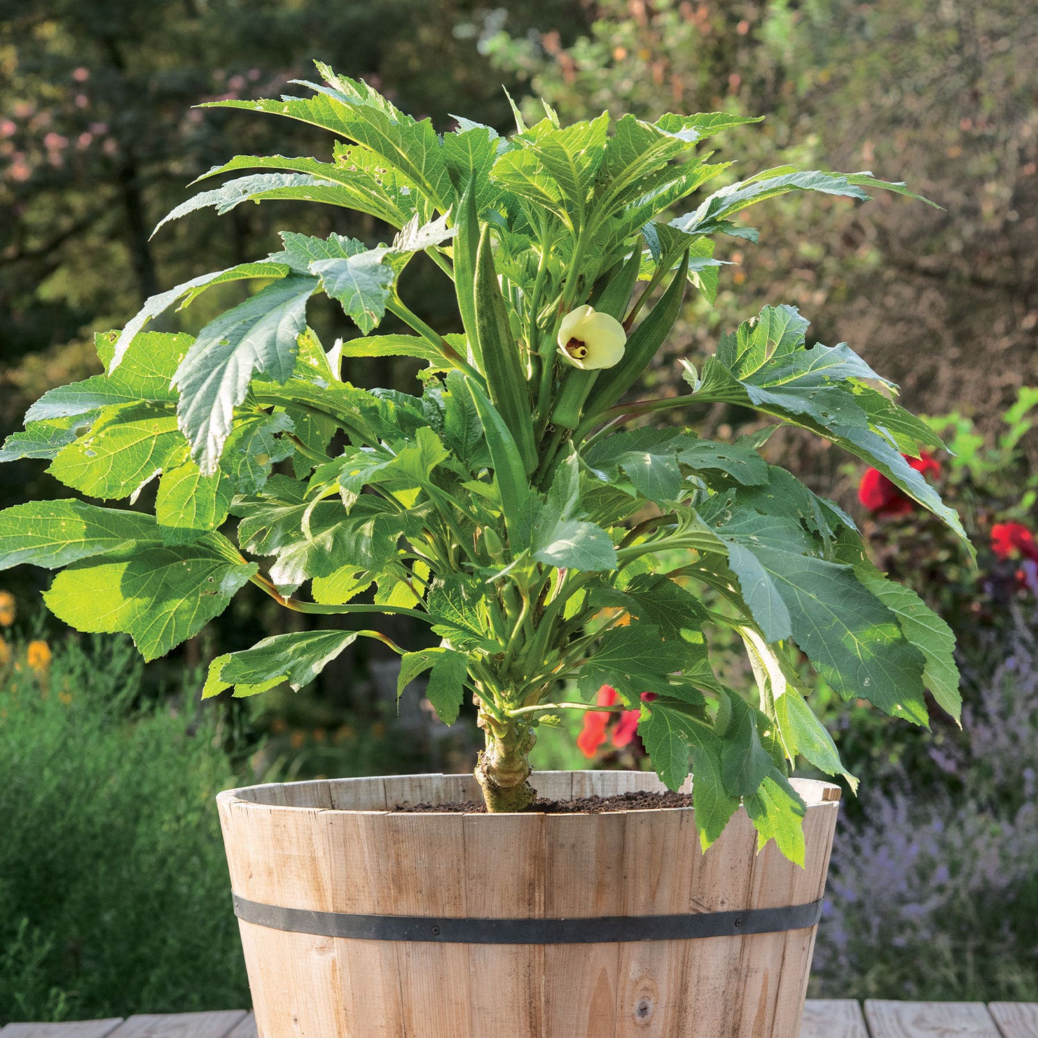 Baby Bubba Okra Seeds