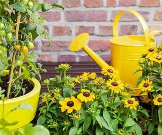 yellow watering can with daisies and tomatoes