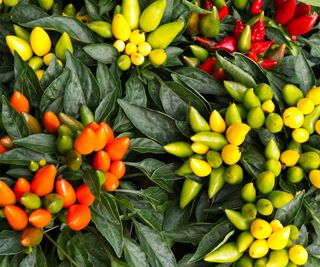 A group of colorful ornamental decorative peppers