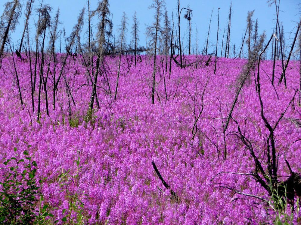 Fireweed growing in Alaska after a wildfire