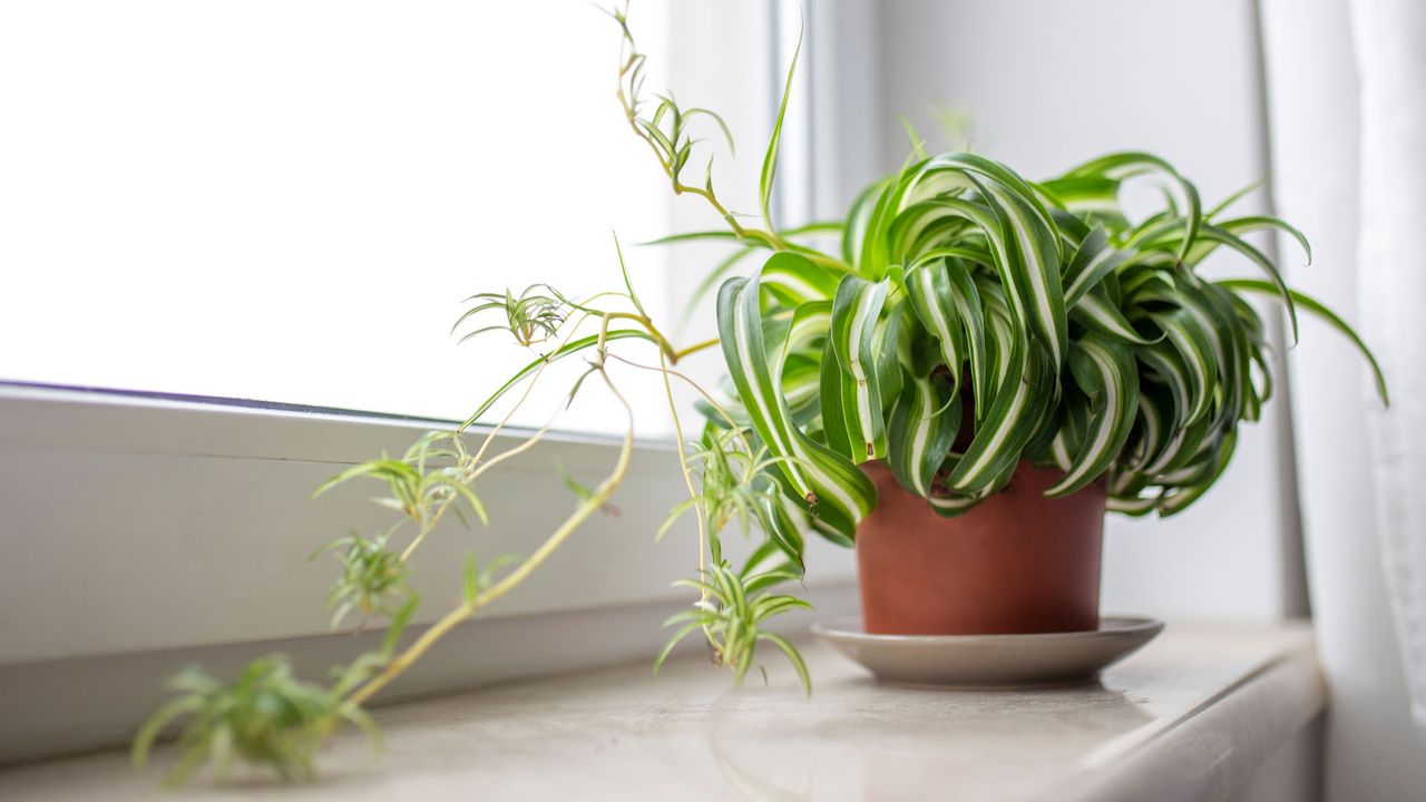 curly spider plant with babies on windowsill