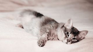 Grey Munchkin cat lying on the bed