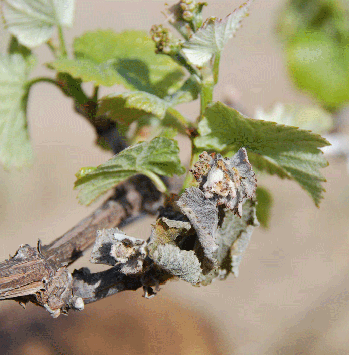 Frost damage on Pinot Noir vine