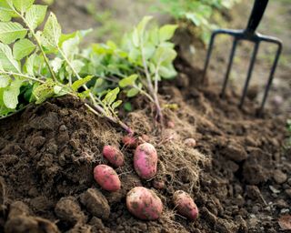 potatoes being dug up