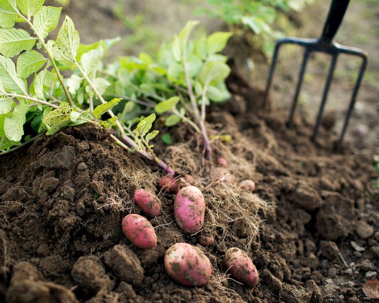 When to plant potatoes – potatoes being dug up