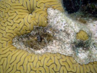 a Margarita Snail in the middle of a dead section of a large brain coral.