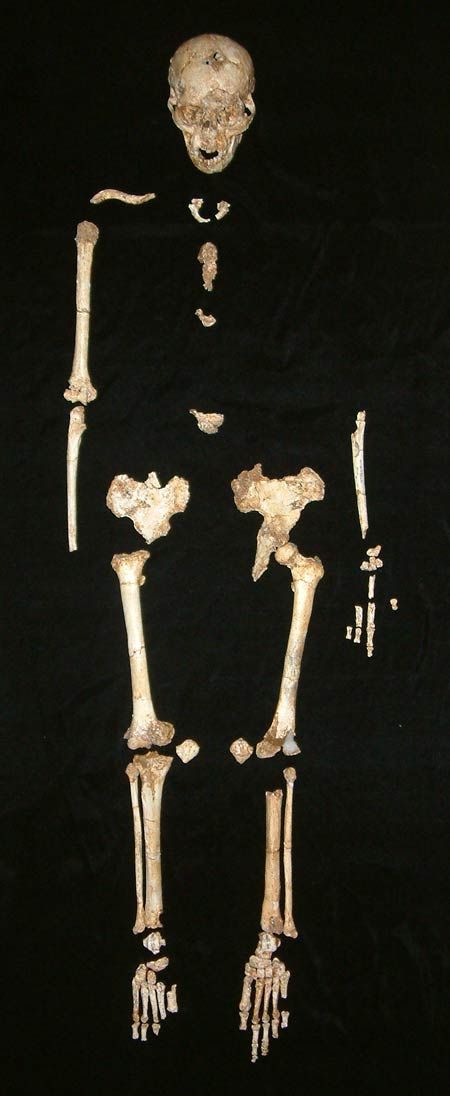 Image Gallery A Real Life Hobbit Homo Floresiensis Live Science