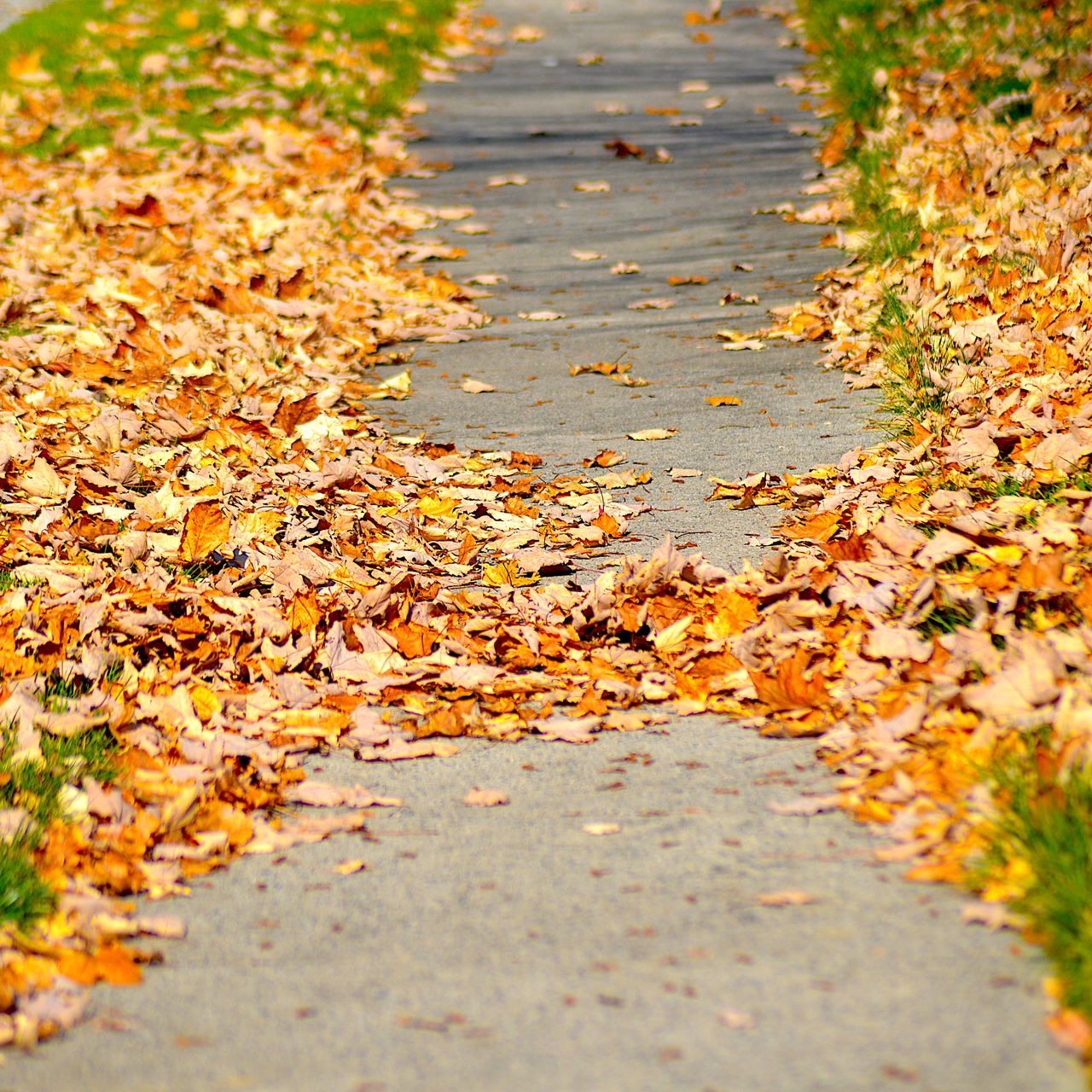 fallen leaves on sidewalk