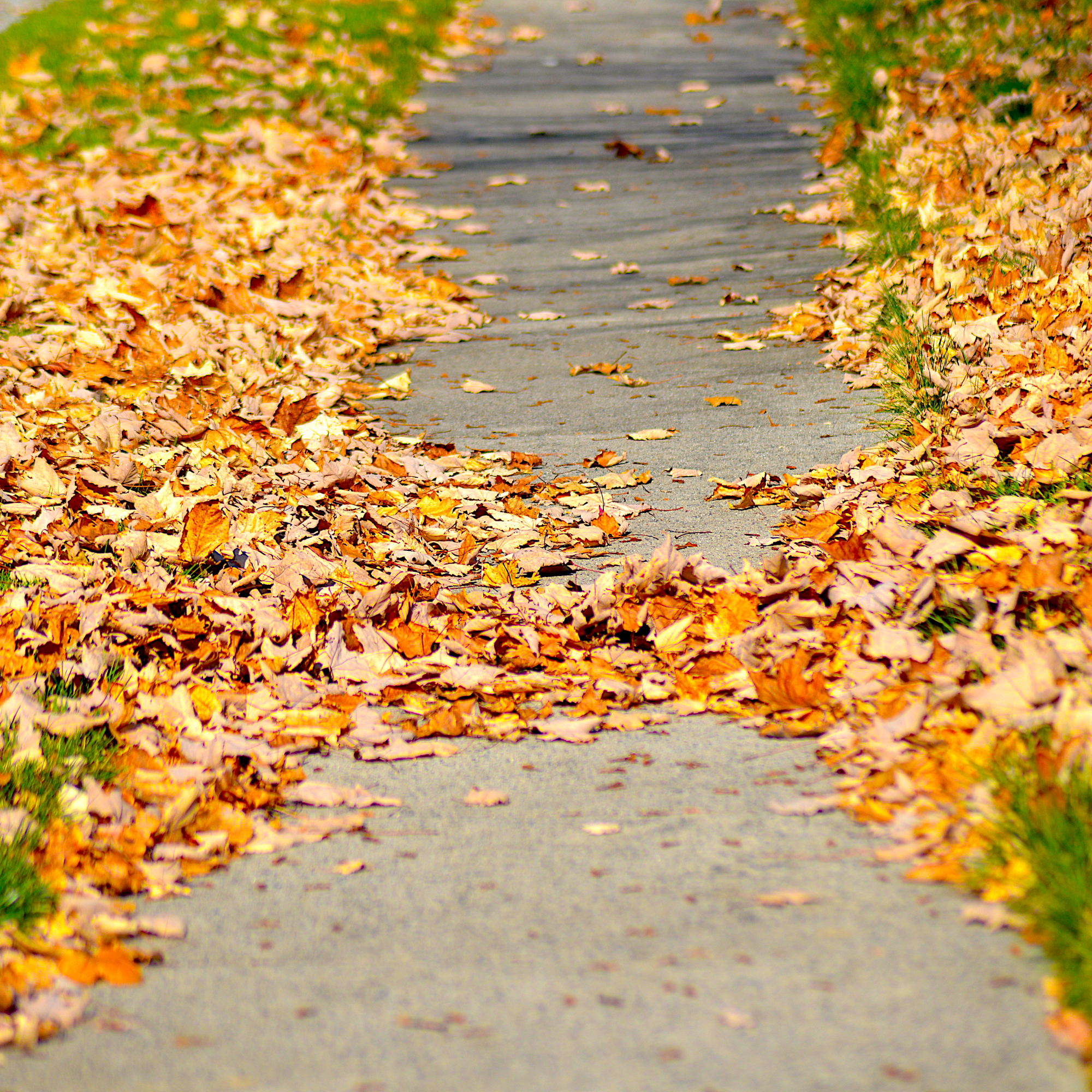 fallen leaves on sidewalk