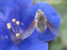 Insects of the North American Deserts
