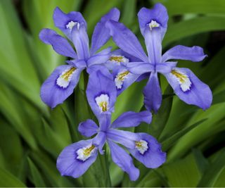 Iris cristata