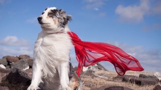 Best dog and cat names — dog with red cape on in the wind