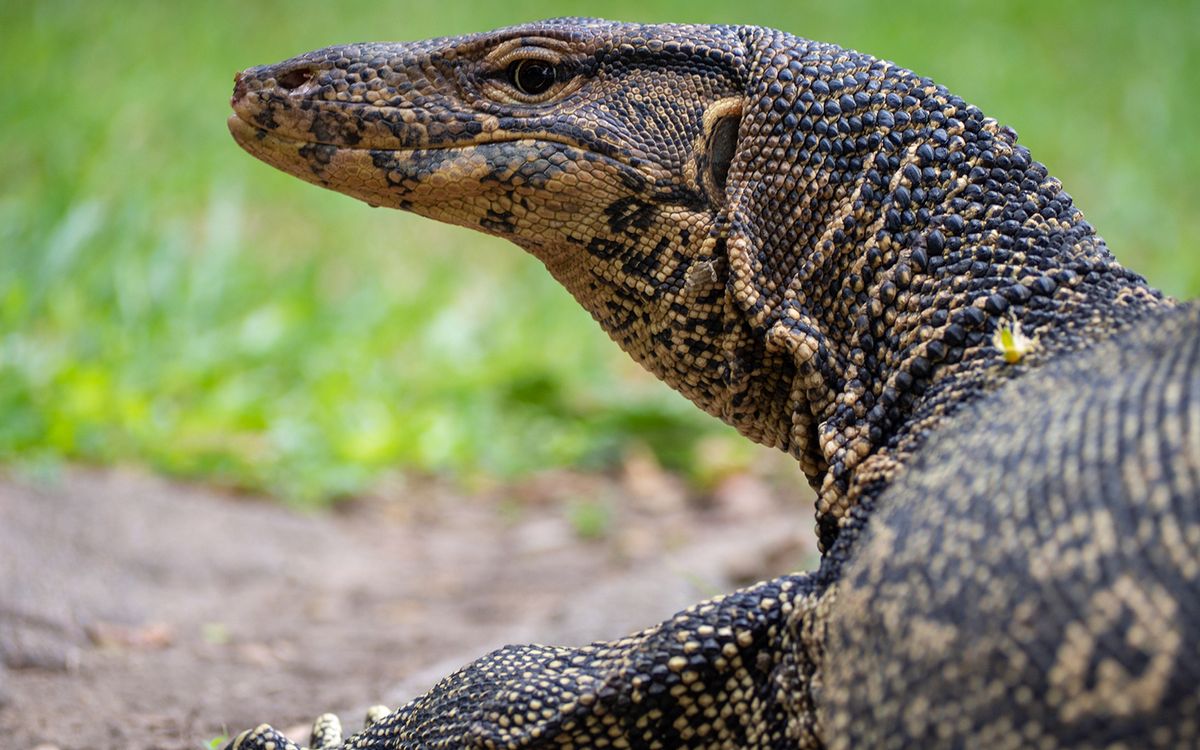 how long do argus monitor lizards live